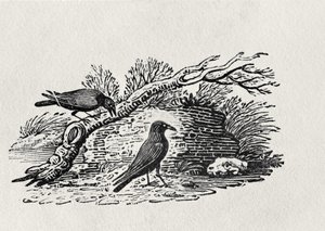 कौवे (Corvus corone corone) ने &39;हिस्ट्री ऑफ ब्रिटिश बर्ड्स&39; वॉल्यूम I, पब से। 1797 (लकड़ी की नक्काशी)
