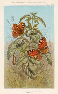 मोर तितली की मेटामोर्फोस, 1888