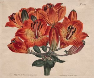 बॉटनिकल मैगज़ीन या फ्लावर गार्डन प्रदर्शित: ... ऑरेंज-लिली, 1807। द्वारा थॉमस कर्टिस