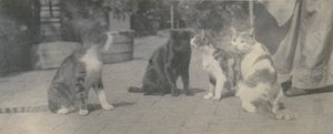 चार बिल्लियाँ, सीए। 1895. द्वारा थॉमस एकिंस