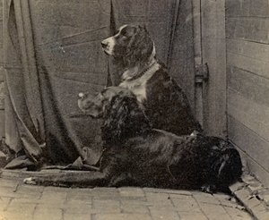 थॉमस एकिंस डॉग, 1884 द्वारा थॉमस एकिंस