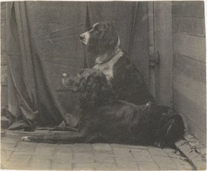 [थॉमस एकिन्स का कुत्ता हैरी और अन्य सेटर], 1880 का दशक, 1880 का दशक। द्वारा थॉमस एकिंस