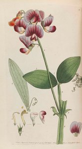 देहाती वनस्पति, 1792। द्वारा थॉमस मार्टिन