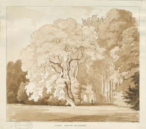 इनस्ट्रेयर - पेड़ों का एक अध्ययन: सीपिया ड्राइंग, एनडी [1838] (ड्राइंग) द्वारा थॉमस पेप्लो लकड़ी