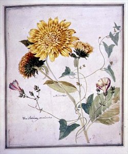 Helianthus और Convolvulus (कागज पर जल रंग)