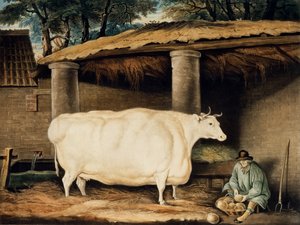 विलियम हॉर्ट, डार्टिंगटन, 1811 (रंग उत्कीर्णन) द्वारा उकेरी गई एक शॉर्ट हॉर्नड हेफ़र