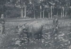 चावल की खेती, 1924