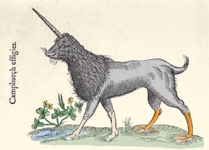 उलिससे एल्ड्रोवंडी (1522-1605), "" मॉन्स्टर हिस्ट्री "," बोलोग्ना 1642 द्वारा एक कपूर का प्रतिनिधित्व, मोलुक्का द्वीप समूह का राक्षस उत्कीर्णन