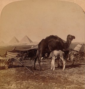 ए बेबी ऑफ द डेजर्ट, मिस्र, 1896 द्वारा अज्ञात