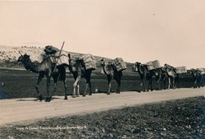 1936 में दमिश्क के लिए एक कैमल ट्रेन बंधी द्वारा अज्ञात