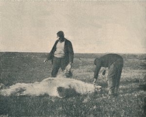 21 अगस्त, 1893, 1893 1897 को रेनडियर द्वीप पर एक मृत भालू द्वारा अज्ञात