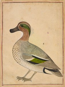 एक हरे पंखों वाली चैती, लगभग. 1730. द्वारा अज्ञात