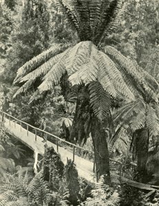 एक रस्टिक ब्रिज, 1901। द्वारा अज्ञात
