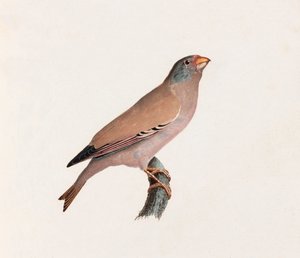 एक पक्षी का एक रंग चित्रण द्वारा अज्ञात
