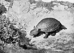 एक ग्लिप्टोडोन, 20 वीं शताब्दी द्वारा अज्ञात