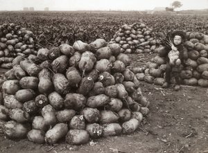 लैंडस्क्रोन, स्वीडन, 1910 के पास कटे हुए शलजम के ढेर के साथ एक छोटी लड़की द्वारा अज्ञात