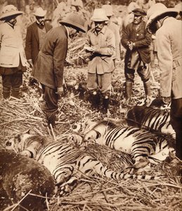 बाघों का एक शाही बैग, 1911 1935। द्वारा अज्ञात