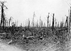 सोम्मे क्षेत्र, फ्रांस में एक लकड़ी, 1916, c1920 द्वारा अज्ञात