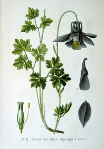 अल्पाइन कोलम्बाइन, 1893 द्वारा अज्ञात