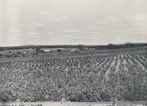 एक ऑस्ट्रेलियाई वाइनयार्ड, 1923। द्वारा अज्ञात