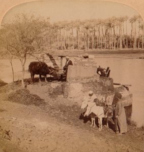 एक मिस्र का साकियेह, सिंचाई के लिए नील का पानी खींचना, मिस्र, 1896 द्वारा अज्ञात