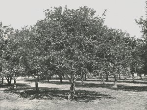 शहर के पास एक नारंगी ग्रोव, सेंट ऑगस्टीन, यूएसए, 1895। द्वारा अज्ञात