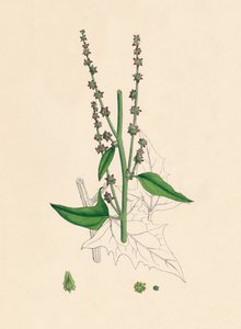 Atriplex Smithii। स्मिथस ओरचे, 19 वीं शताब्दी द्वारा अज्ञात