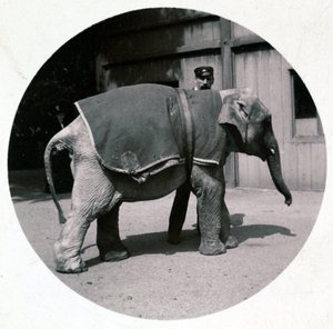 "चिड़ियाघर में बेबी हाथी", वर्स 1890 द्वारा अज्ञात