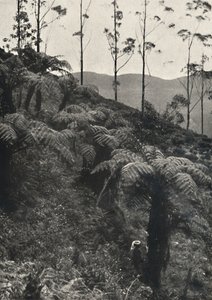 Baumfarne tAlsophila यूए, 1926 को कवर किया द्वारा अज्ञात