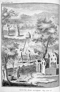 मधुमक्खी पालन, 1775 द्वारा अज्ञात