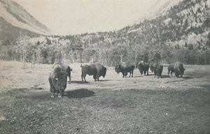 बायसन, 1916 द्वारा अज्ञात