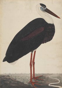 लैंडस्केप में ब्लैक स्टॉर्क, सीए। 1780. द्वारा अज्ञात