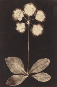 वानस्पतिक फोटोग्राम, 1860। द्वारा अज्ञात
