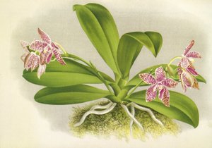 बॉटनिकल बोर्ड / फेलेनोप्सिस लुडडेमैनियाना / लिंडेनिया द्वारा अज्ञात