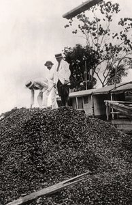 अमेज़ॅन वैली से ब्राजील नट्स की कटाई, c1900s द्वारा अज्ञात