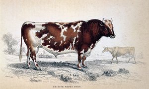 ब्रिटिश शॉर्ट हॉर्न, 1839 द्वारा अज्ञात