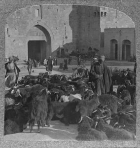 यरूशलेम, दमिश्क गेट, c1900 पर बकरियाँ खरीदना द्वारा अज्ञात