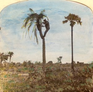 कैप्टन उस्मान, स्ट्रैप्स, भारत, 1900 की सहायता से एक पेड़ से शूटिंग करते हैं द्वारा अज्ञात
