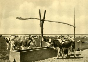 एक गर्त में मवेशी शराब पी रहा है, ऑस्ट्रिया, c1935। द्वारा अज्ञात