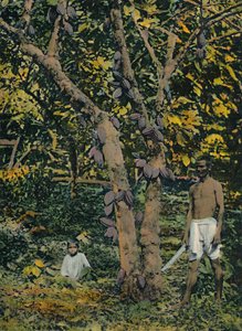 पूर्ण असर में कोको, त्रिनिदाद और टोबैगो, c1914। द्वारा अज्ञात