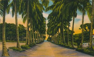 नारियल एवेन्यू, बैरेंक्विला, c1940s, द्वारा अज्ञात