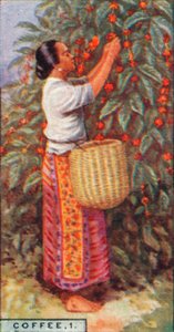 कॉफी, 1. - बेरीज, ईस्ट इंडीज, 1928 को इकट्ठा करना द्वारा अज्ञात