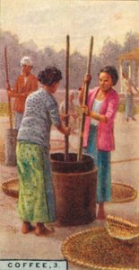 कॉफ़ी, 3. बीन्स को खींचना, जावा, 1928 द्वारा अज्ञात