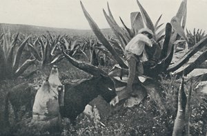 मैगी से हनी-वाटर एकत्रित करना, 1916 द्वारा अज्ञात
