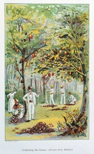 कोको, वेनेजुएला, 1892 को इकट्ठा करना द्वारा अज्ञात