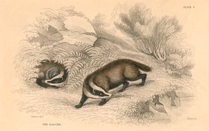 आम या यूरेशियन बेजर मेल्स मेल्स, 1828 द्वारा अज्ञात