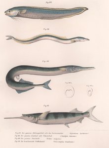आम सांप मछली। आम बालू ईल। आम हॉर्नचट। ब्राजील का आधा हिस्सा, c.1850s द्वारा अज्ञात