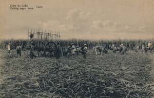 कोर्टे डे कैन - गन्ना काटना - क्यूबा, c1910 द्वारा अज्ञात
