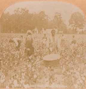 कॉटन-पिकिंग।, c1900 द्वारा अज्ञात