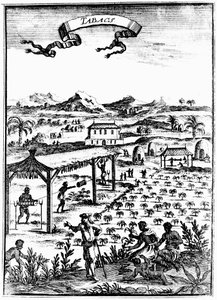 वेस्टइंडीज़ में तंबाकू का संवर्धन और इलाज करना, दास श्रम, 1686 द्वारा अज्ञात